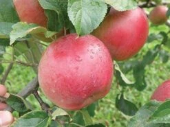 Wolf River Apple -Zone Trees Store httpraintreenursery.netpa720s wolfriver1 cc2662c6 b61b 4ab0 b8a8 42e171eb72fb
