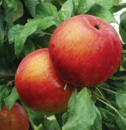 Zestar Apple -Zone Trees Store httpraintreenursery.netpa740dzestarapplebetter gigapixel standard scale 6 00x ec092dc3 2390 4861 9c78 ff663693c50c