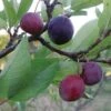Premier Beach Plum -Zone Trees Store httpraintreenursery.netpbeech plum pg 49