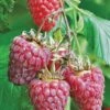 Tulameen Raspberry -Zone Trees Store httpraintreenursery.netpbest tulameen1