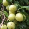 Yellow Roadside Plum -Zone Trees Store httpraintreenursery.netpc324