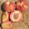 Tri Lite Peach/Plum -Zone Trees Store httpraintreenursery.netpc351