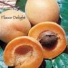 Flavor Delight Aprium -Zone Trees Store httpraintreenursery.netpc360 02
