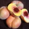 Sweet Bagel Peach 2 Sweet Bagel Peach -Zone Trees Store httpraintreenursery.netpc545 peach