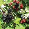 Loch Ness Thornless Blackberry -Zone Trees Store httpraintreenursery.netpe550 021