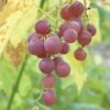 Hungarian Seedless Grape -Zone Trees Store httpraintreenursery.netphungarian grape2