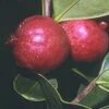 Chilean Guava -Zone Trees Store httpraintreenursery.netpj370 01 gigapixel standard scale 6 00x f7aebaa5 0173 44b7 bd25 672bc05c5819