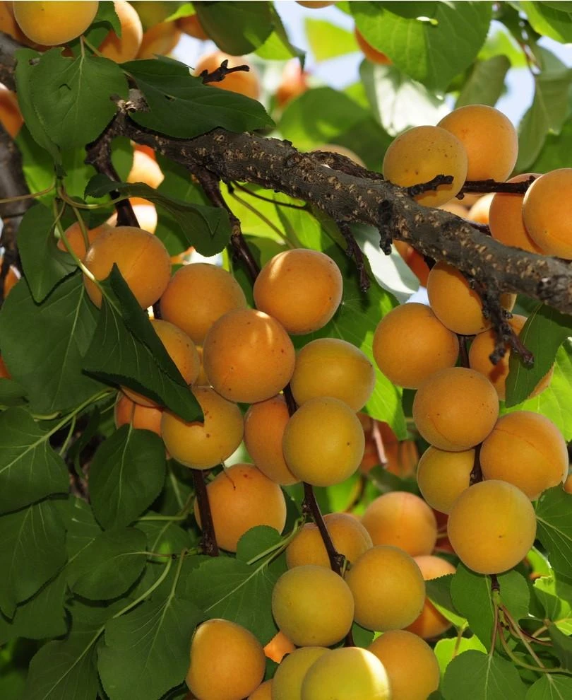 Hunza Apricot 3 Hunza Apricot
