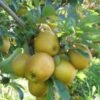 Hudson's Golden Gem Apple -Zone Trees Store husdon gigapixel standard scale 6 00x f9128a9d 8164 44ce b011 ef80ba502dff