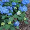Double Down® Hydrangea -Zone Trees Store hydd