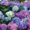 L.A. Dreamin’® Hydrangea 2 L.A. Dreamin’® Hydrangea -Zone Trees Store hylad