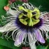 Possum Purple Passiflora -Zone Trees Store image 508cc5f3 ad6c 4cb8 b425 9978e87a8026 1