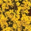 Alpha Gold Tide™ Forsythia -Zone Trees Store image 9c37b531 d340 4111 a1b8 f454f1ac113a 1