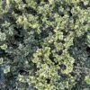 Alpha Variegated Boxwood -Zone Trees Store image c6b849d7 3f1e 49ed a861 9944f09d7091 1
