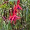 Chilean Fuchsia -Zone Trees Store image ef8ecd1d e7ed 432b 820e d6a406d46619 1