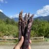Sweet Purple Asparagus 2 Sweet Purple Asparagus -Zone Trees Store image 92e10dd9 154a 4ff0 abe8 4fa74f8203bb