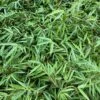 Fargesia Nitida Bamboo -Zone Trees Store image f808467d b849 42fb 85df 8749060e8dc7