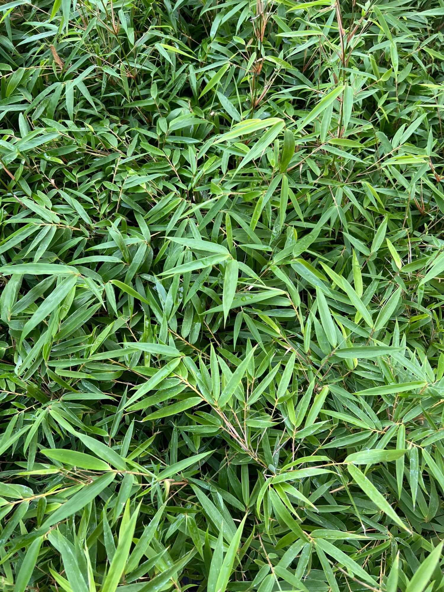 Fargesia Nitida Bamboo 3 Fargesia Nitida Bamboo