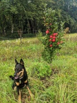 Scarlet Sentinel Columnar Apple 5 Scarlet Sentinel Columnar Apple -Zone Trees Store img 20180923 123358 01 1