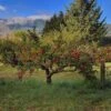Zestar Apple 2 Zestar Apple -Zone Trees Store img 20180924 090547 02 1
