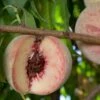 Indian Free Peach 2 Indian Free Peach -Zone Trees Store indian free peach