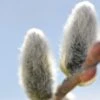 Japanese Pussywillow -Zone Trees Store japanese pussy willow