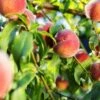 Pretty Perfect Peach Bundle No.1 -Zone Trees Store juicy peaches hang on a branch 6