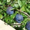 Kirke's Blue European Plum -Zone Trees Store kirkes blue 1