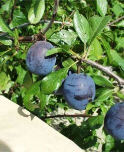 Kirke's Blue European Plum