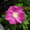 Jubilee Rosa Rugosa -Zone Trees Store l635 jubilee 1 1