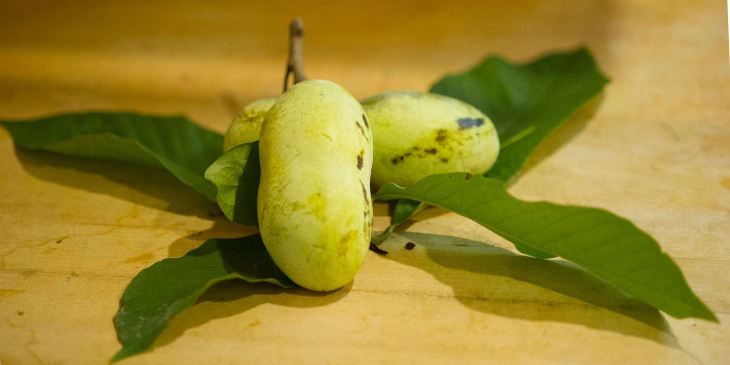 Mango Paw Paw 3 Mango Paw Paw