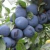 Mount Royal European Plum -Zone Trees Store mt royal plum 1
