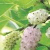Pakistan White Fruiting Mulberry -Zone Trees Store mulberries d435 white fruiting 1