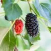 Dwarf Mulberry -Zone Trees Store mulberry product