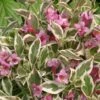 Alpha My Monet® Weigela 1 Alpha My Monet® Weigela -Zone Trees Store mymonet