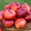 Sauzee King White Nectarine 1 Sauzee King White Nectarine -Zone Trees Store nectarine sauzee king