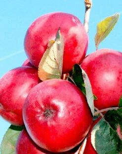 Redlove® Odysso -Zone Trees Store odysso