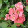 Old Homestead Flowering Quince 1 Old Homestead Flowering Quince -Zone Trees Store old homestead