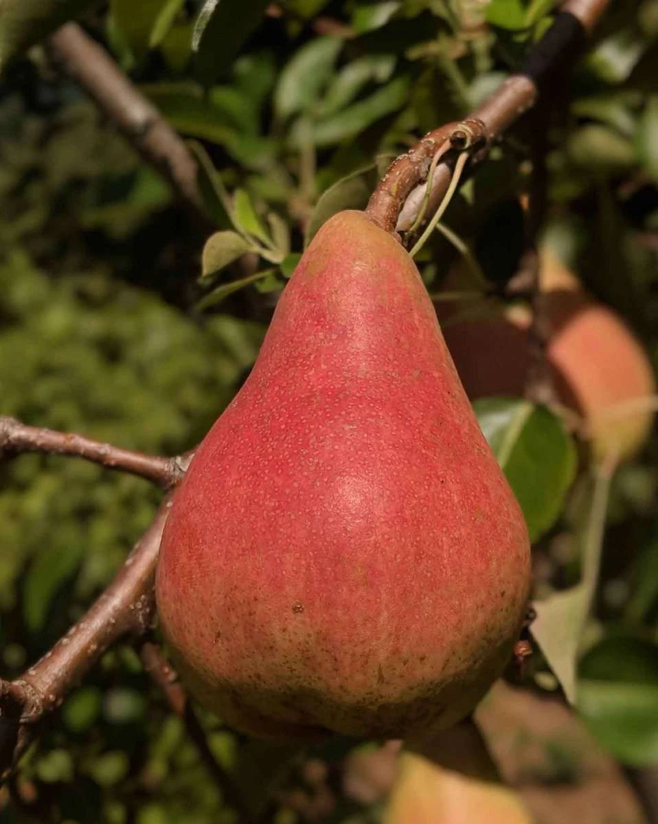 Orcas European Pear 3 Orcas European Pear