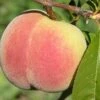 Kit Donnell Peach -Zone Trees Store peaches c507 kit donnell 1