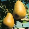 Highland European Pear -Zone Trees Store pears b120 highland