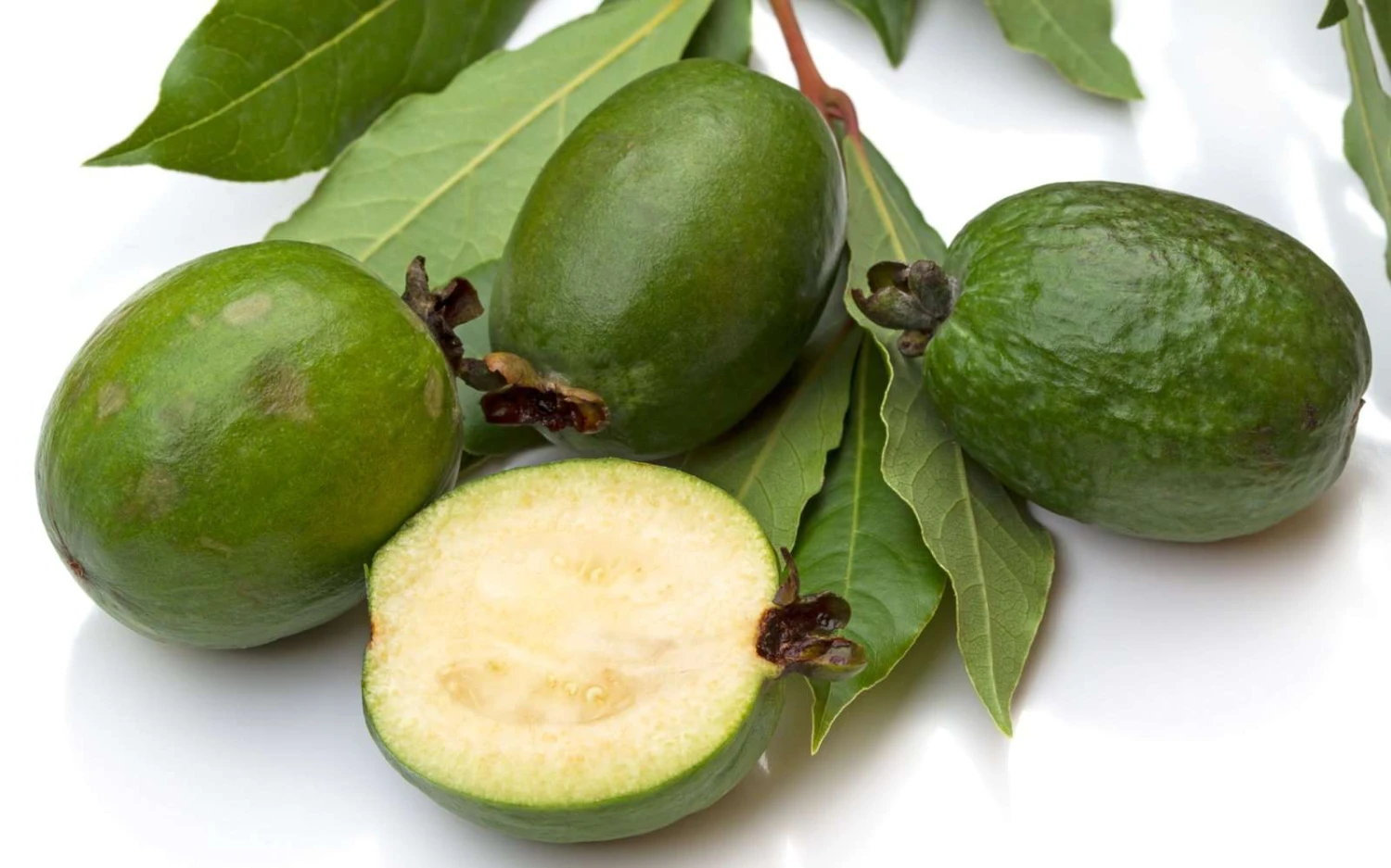 Pineapple Guava Seedling 3 Pineapple Guava Seedling