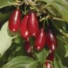 Pioneer™ Cornus Mas -Zone Trees Store pioneercorneliancherry close