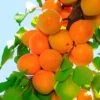 Tilton Apricot -Zone Trees Store plantnet rootstock apricot dwarf tilton