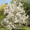 Evereste Crabapple -Zone Trees Store pommier d ornement evereste 592753 1