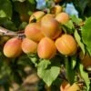 Puget Gold Apricot -Zone Trees Store puget gold apricot