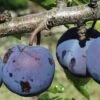 Royal European Plum Bundle No. 1 -Zone Trees Store purple gage 1 490x735 crop cent gigapixel low res scale 2 00x b6056281 7c06 4bc6 ba50 987f8d0d0f5e