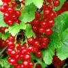 Redstart Red Currant 1 Redstart Red Currant -Zone Trees Store red currant 3 1