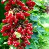 Rolam Red Currant -Zone Trees Store red currant 4 1