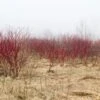 Red Osier Dogwood 1 Red Osier Dogwood -Zone Trees Store red osier dogwood